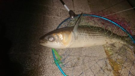 ばち抜けシーバス狙い